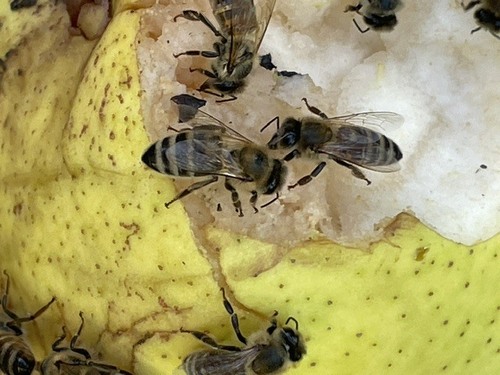 Western Honey Bee