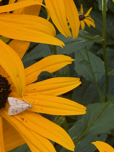 Celery Leaftier Moth
