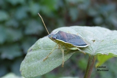 Tynacantha marginata