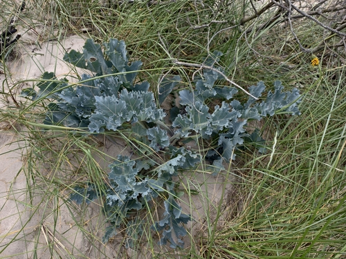 Crambe maritima, photograph 4