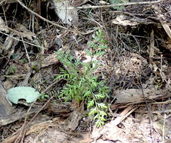Phyllocladus trichomanoides
