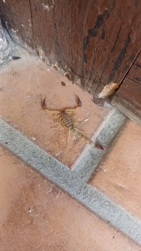 Chihuahuanus russelli