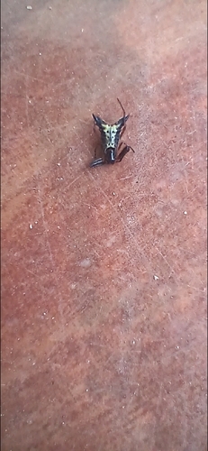 Micrathena plana