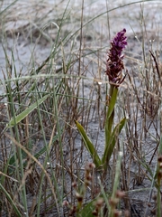 Dactylorhiza incarnata, photograph (c) Max Fussan, some rights reserved (CC BY)