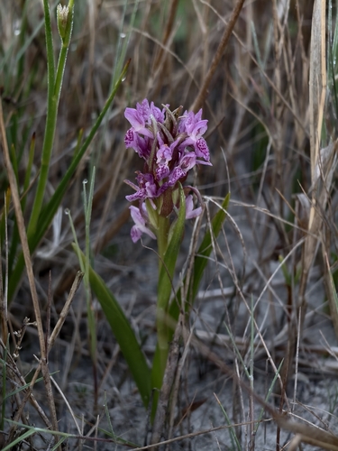 Dactylorhiza incarnata, photograph 4