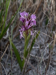 Dactylorhiza incarnata, photograph (c) Max Fussan, some rights reserved (CC BY)