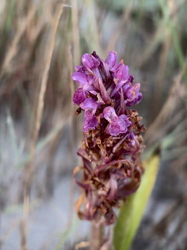 Dactylorhiza incarnata, photograph 6