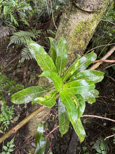 Coprosma longifolia observed 2026-08-31