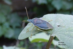 Tynacantha marginata