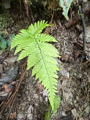 Ctenitis subglandulosa observed 2026-08-29