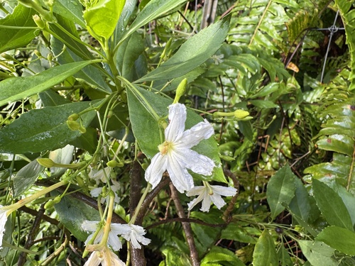 Scaevola gaudichaudiana, photograph 6