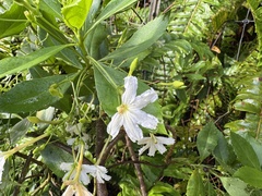 Scaevola gaudichaudiana, photograph (c) Brynn Fricke, some rights reserved (CC BY)