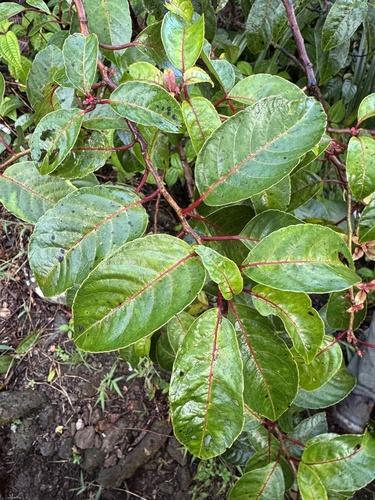 Perrottetia sandwicensis observed 2026-08-31