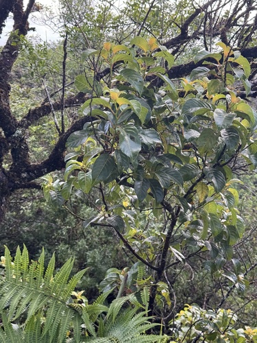 Olomea (Perrottetia sandwicensis)