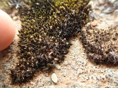 Grimmia ramondii