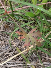 Geranium texanum