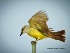 Tyrannus melancholicus