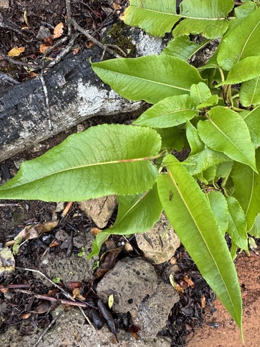 Rumex albescens observed 2026-08-31