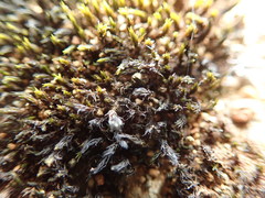 Grimmia ramondii