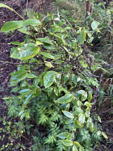 Wikstroemia oahuensis, photograph 3