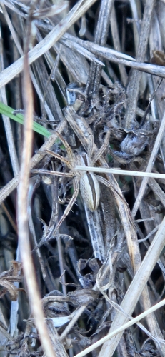 Green Huntsman Spider