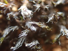 Grimmia ramondii