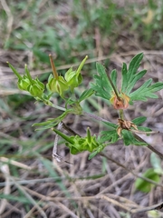 Geranium texanum