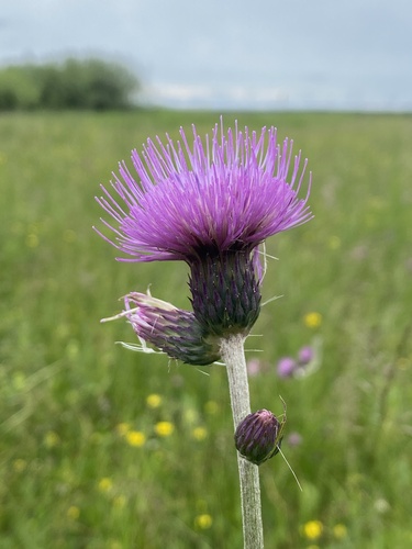 Cirsium rivulare, photograph 2