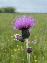 Cirsium rivulare, photograph (c) Katharine Khamhaengwong, some rights reserved (CC BY)