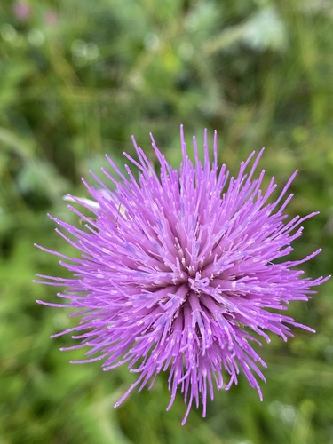 Cirsium rivulare, photograph 3