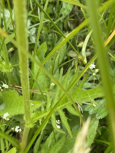 Cirsium rivulare, photograph 4