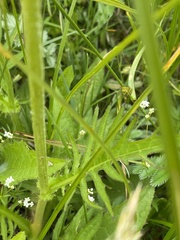 Cirsium rivulare, photograph (c) Katharine Khamhaengwong, some rights reserved (CC BY)
