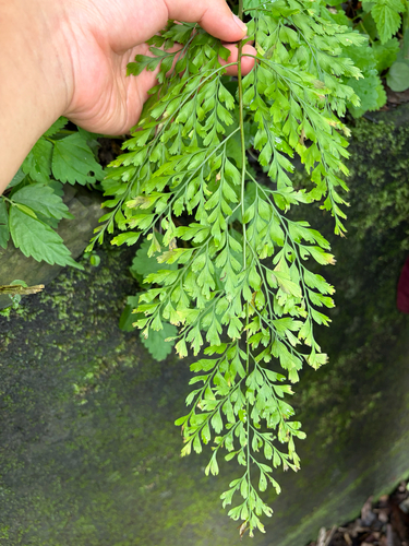 Asplenium pseudolaserpitiifolium observed 2026-08-29