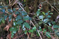 Nothofagus moorei