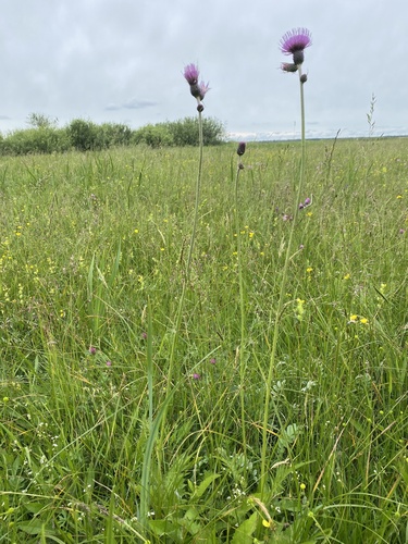 Cirsium rivulare, photograph 5