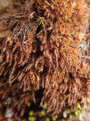 Schistidium papillosum