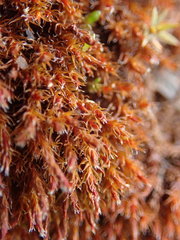 Schistidium papillosum