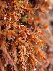 Schistidium papillosum