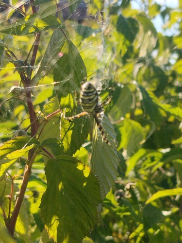 Wasp Spider