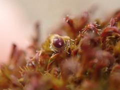 Schistidium papillosum