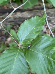 Mathildana newmanella