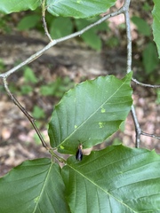 Mathildana newmanella