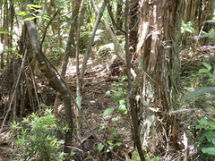 Leucopogon fasciculatus