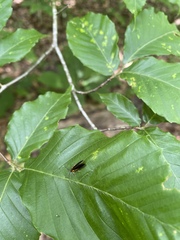 Mathildana newmanella