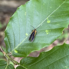 Mathildana newmanella