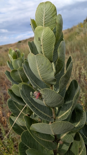 broadleaf milkweed