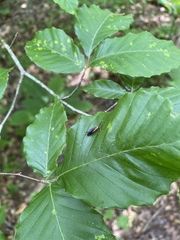 Mathildana newmanella