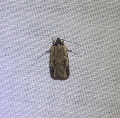 Agonopterix atrodorsella