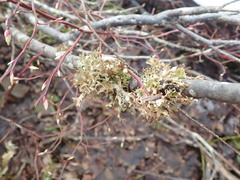 Tuckermanopsis subalpina