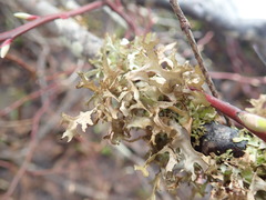 Tuckermanopsis subalpina